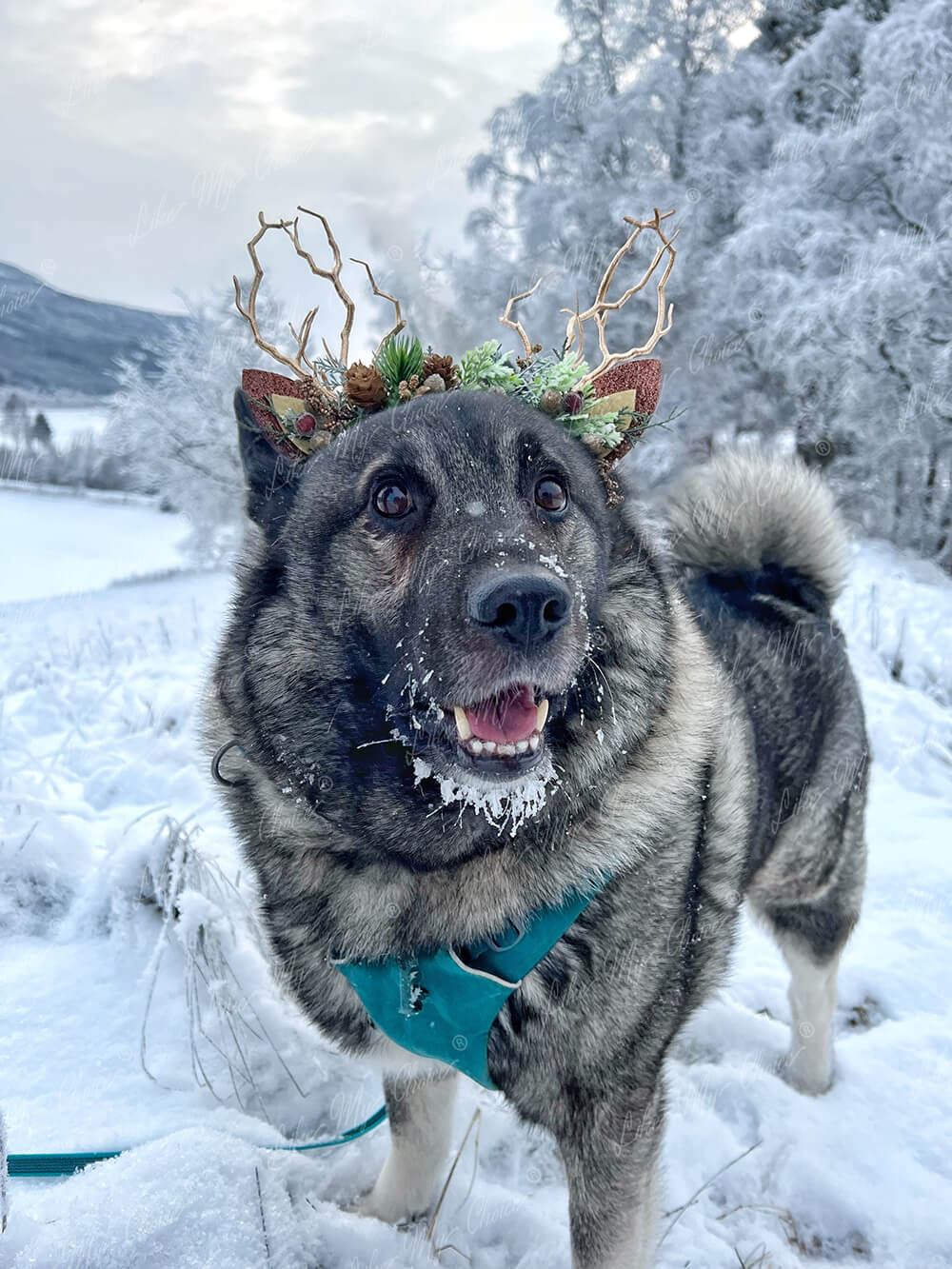 Pine Cone Christmas Reindeer Headband | HeyKat®